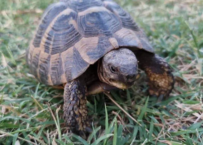 Homebythelake-shiroke